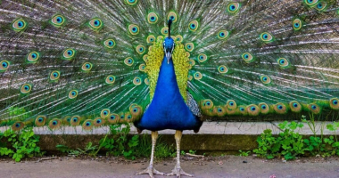 peacock-3-1024x535-2